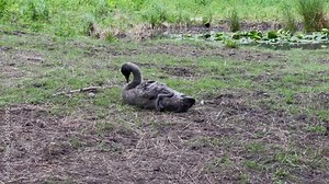 Black swan chick cleans feathers. A young swan in gray fluff is cleaning itself sitting on the ground next to a pond.