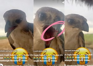 Viral YouTube Short | Emotional eagle cries after breaking beak [Video]