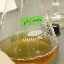 Video: Bacterial Artificial Chromosomes: A Functional Genomics Tool for the Study of Positive-strand RNA Viruses