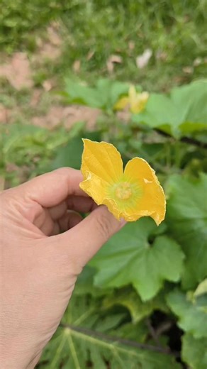 Step-by-Step Hand Pollination Find a fresh male flower: Look for one that is fully open, usually early in the morning. Prepare the "Brush": You can either use a small paintbrush/Q-tip to collect the pollen, or simply pluck the male flower and peel off its petals to expose the pollen-covered center. Transfer the Pollen: Gently rub the pollen from the male part onto the center of the female flower. Repeat: For better results, you can use two different male flowers for every one female flower. | Ce