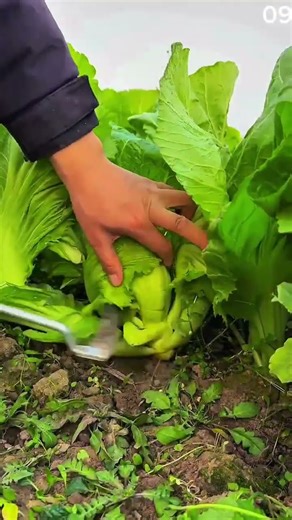the process of harvesting vegetables for processing