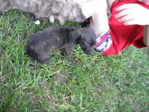 Boston Terrier and Dachshund Mix puppies