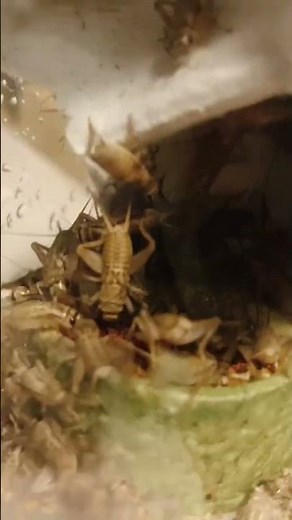 生餌コオロギ300匹到着🦗#イエコオロギ #生餌 #ヨーロッパイエコオロギ #爬虫類のいる生活