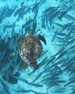 4K views · 135 reactions | The inspiration for Take 3's logo is a turtle as they represent a continuous connection between land and sea. Their lives are a constant cycle of nesting on land and travelling the seas. What marine animal do you identify with? 麗戀呂 This amazing video from @jacintashackleton not only features a magnificent turtle but if you put your sound on, you'll hear the song of a humpback whale! | Take 3 | Facebook