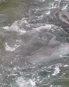 1.1K views · 1K reactions | Dolphin Project on Reels | Facebook