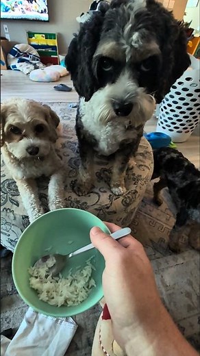 Hungry Cavapoos Try To Steal Baby's Rice!
