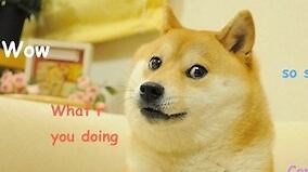 Why watching cute animal videos is good for your brain