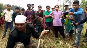 Cobra found choking with snail shell wrapped around its body in eastern India