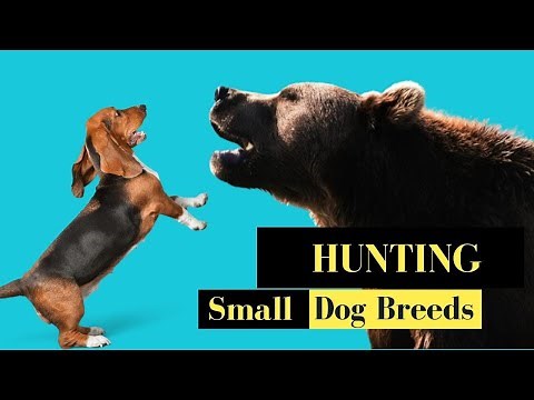 Top 6 Small Hunting Dog Breeds