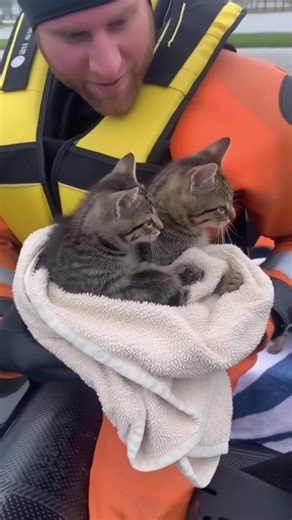 84K views · 590 reactions | Heroic Rescue of Kittens from Flooded Car Watch as a brave rescuer saves two kittens from a flooded car, showcasing true compassion and quick action. #fblifestyle #AI Generated using Kling AI . . . (For entertainment purposes only. Consult professionals if guidance on activities is presented. No brand affiliation is implied if any are shown. If inspired by true events, creative adaptations may be included. Content may include public footage.) | Fabiosa UK | Facebook