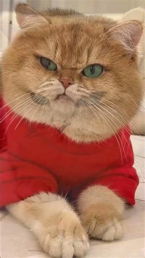 Grumpy but cute one look and you’re already judged. 😼#grumpycat #cute #catasmr #fyp