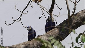 beautiful blue hyacinth macaw, Anodorhynchus hyacinthinus, climbing through the trees of the Pantanal, the biggest swamp area on earth, along the transpantaneira route towards Porto Jofre in Brazil.