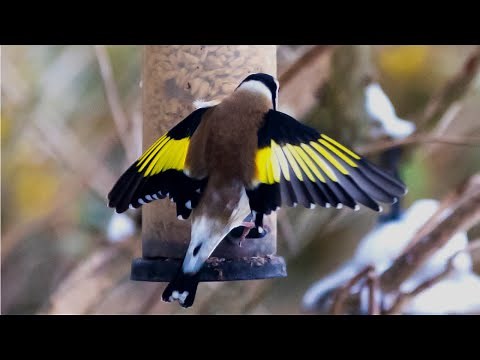Super Slow Motion Birds in Flight Goldfinch and Green Finch Feeding and Flying using IX Camera