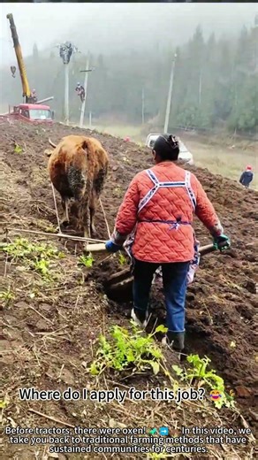 Traditional farming: ox-powered plowing in action! 🐂🌾