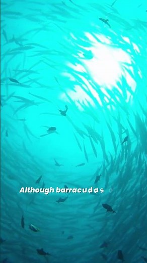 Are Barracudas Dangerous and Do They Attack Humans?
