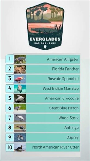 Top 10 most iconic animals in Everglades National Park