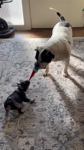 Cynthia Conte on Reels