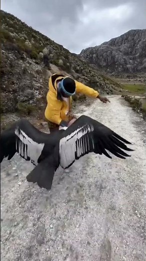 King of the Skies? Meet the Giant Andean Condor 🦅😱