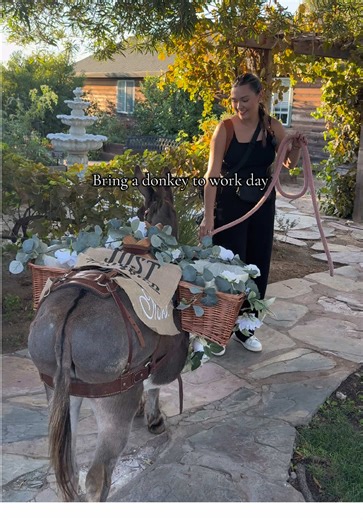 Roberto the cocktail hour donkey was an absolute star ⭐️ brides and grooms find yourself a donkey that serves your guests drinks during cocktail hour🫏 #donkey #donkeywedding #greekwedding #bayarea