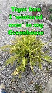 Dividing a Tiger Fern to turn one plant into three!!
