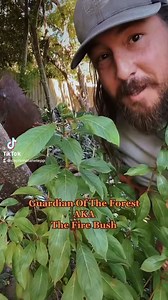 79K views · 1.3K reactions | The Fire Bush...also known as Guardian Of The Forest ✊ Everyone who calls Florida home should have at least one of these in your yard. Get down and funky with native plants, Nature will see you...and she’ll thank you too!!! For consultation, tours, classes, adventures, and artificial reefs: www.ecopreservationproject.com | The Eco Preservation Project | Facebook