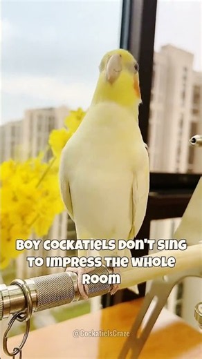 Your Cockatiel Only Sings for ONE Person?! 💛🦜