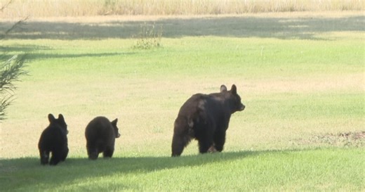 Black bear roaming Uptown Butte put down, cubs near Montana Tech campus