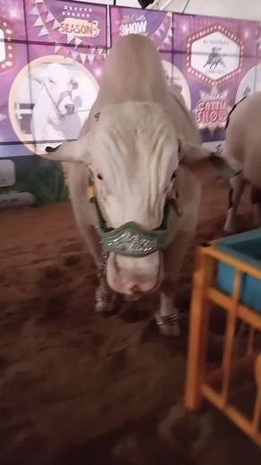 , بلوچستان کے خوبصورت بیل اور گائے, ❤ Big Bulls, Lovely and Cute cow 2024 Pakistan, big cow 2024 پاکستان, Beautiful cows and bulls in Pakistan, entertainment videos, (WE1615) MashAllah, နွား پاکستان, persiapan idhul adha,persiapan,viral video,beautiful bulls and cows of Balochistan,pakistan,for you,for you page,fyp,korovы,cow 2024 pakistan,cow tiktok video,cow tiktok videos #animals #foryou #tranding #fypシ゚viral #粉丝一千万 #viral #foryoupage #trending #cow #fyp #100k #BigBull #Charge #cowmandi #fypp