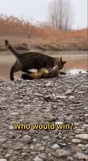 Tabby Cat vs Weasel — The Wild Backyard Battle You Must See!