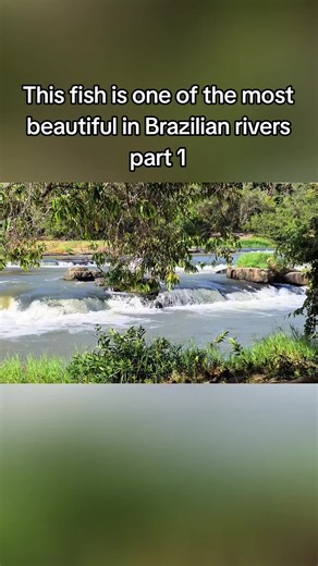 One of the Most Beautiful Fish in Brazilian Rivers (Part 1)