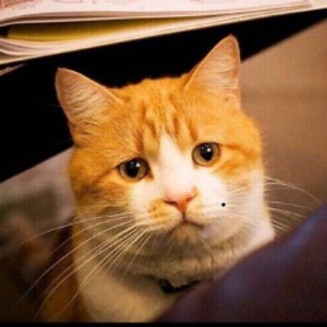 陈一发儿放映室 - Twitch