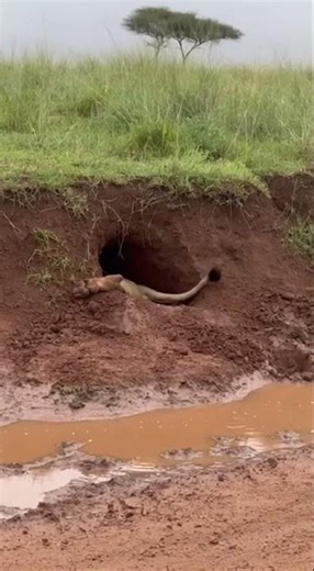 When the Hunt Goes Completely Wrong