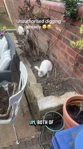@clairelawson2015: Unauthorized bunny digging already this morning 🙄😂