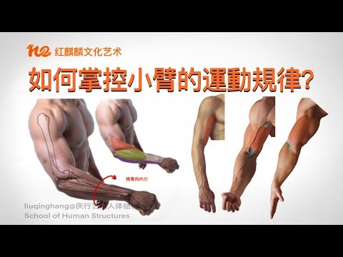 人体解剖学2023｜艺术解剖｜小臂如何运动？彻底理解小臂运动规律！掌握小臂形态归纳就是掌握小臂运动规律！