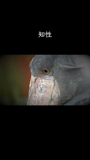 【長い間ありがとう】掛川花鳥園のハシビロコウふたばちゃんは今月で公開6周年!!これが話題のハシビロコウふたばちゃん! まだ知らない人は要チェック! #shorts