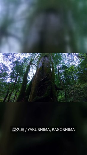 日本に、こんな島がある。鹿児島・屋久島🌿｜Yakushima, Japan