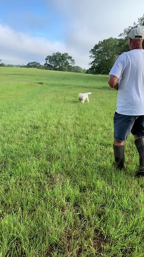 Preserving the poodle in the field is what we do best!! From AKC hunt tests to hunting over your dog. Check out our club, Savannah River Upland Poodle Club where you can join us for a day of training! We welcome all eligible breeds and can help you get started with your new puppy. Call us with any questions regarding training and or hunting. 404-357-7783 | LouterCreek Hunting Poodles