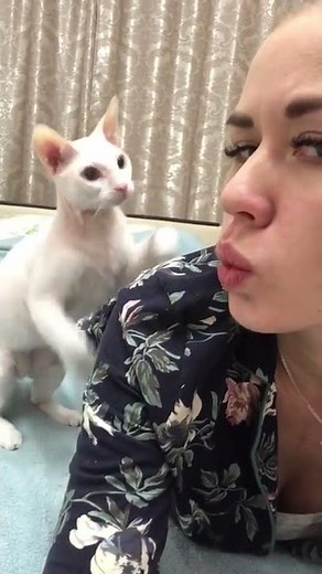 Cat Slapped || ViralHog