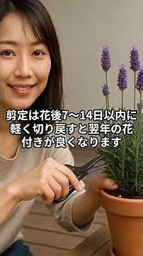 ラベンダーを枯らさず育てるコツ 夏越しと冬越しまで徹底解説 #家庭菜園