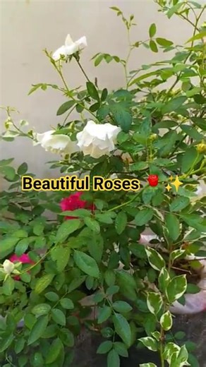 Mawar Merah & Putih 🌹 | Red & White Roses Beauty #shorts #redrose#whiterose#beautifulflowers