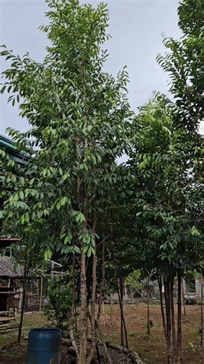 1.1K views | Agarwood farming Agarwood demo farm in Trento agusan del sur is Open to all farmers visitors and investors to visit my place please call 09694689513 Part 1 | Chris Albero | Facebook