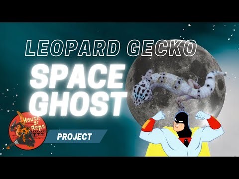 Leopard gecko “Space Ghost” project