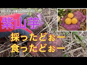 初めての紫山芋収穫 自然農でほったらかしでも出来ました 粘りが強くモチモチで甘ーい