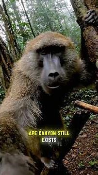 The 1924 Ape Canyon Battle: Why Humans Lost