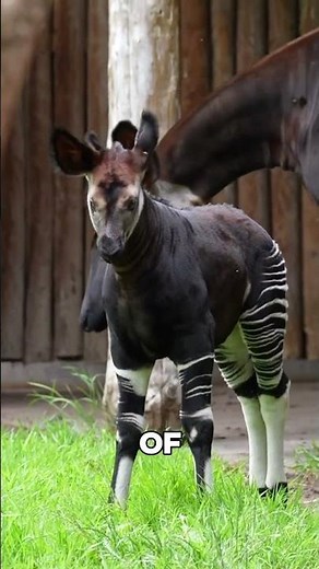 Okapi – The Secret Forest Giraffe #shorts #animals #wildlife