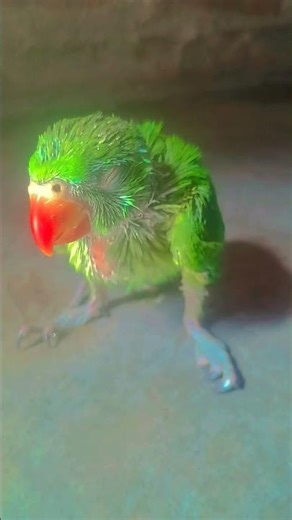 mithhu so rha hai #parrot #talkingparot #birds #parrotparrot #cute #parrt #azharparrot #parrotlet