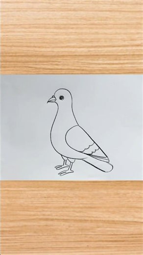 How to draw pigeon drawing easy step by step