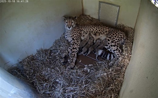 PHOTOS: Smithsonian Zoo welcomes four new cheetah cubs