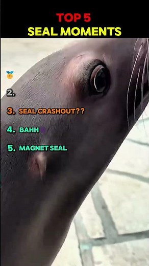 Top 5 Funniest Seal Moments 🦭 (Wait for #1 💀)