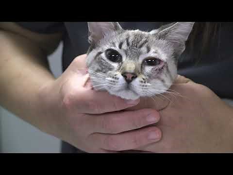 ANIMAL HEALTH - Entropion Surgery